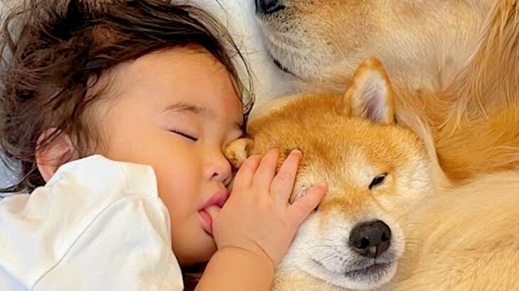 なかなか寝付けない1歳の女の子→犬たちと一緒に転がった結果…包容力がありすぎる『あまりにも尊い光景』が26万再生「人とか犬とか超えてる」(ブログ)