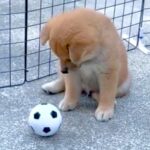 遊び方すら知らなかった赤ちゃん犬→家族と一緒に過ごした結果…３年後の『成長を感じるステキな光景』に反響「すっかりお兄ちゃんになって…」(ブログ)