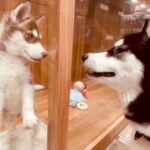 息子の親友がハスキー犬をお迎え→『同じ犬種の友達ができた』と喜んでいたら…思わず鳥肌が立つ『衝撃的な展開』に反響「運命の出会いすぎる」(ブログ)
