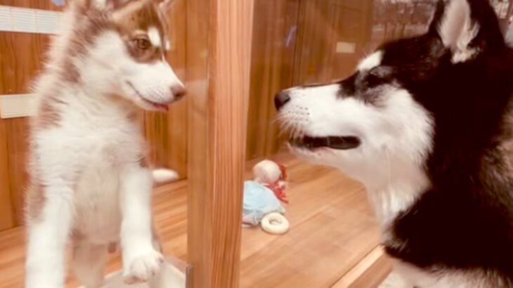 息子の親友がハスキー犬をお迎え→『同じ犬種の友達ができた』と喜んでいたら…思わず鳥肌が立つ『衝撃的な展開』に反響「運命の出会いすぎる」(ブログ)
