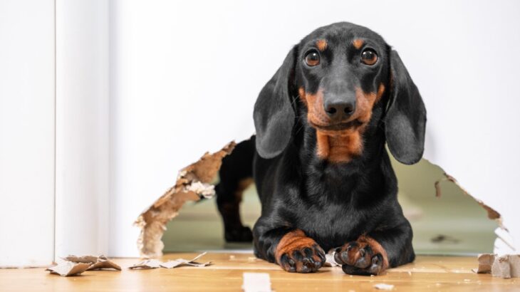 愛犬の今すぐやめさせるべき行動6選　問題行動かどうかを判断する方法とは？(ブログ)