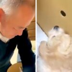 お父さんが『赤ちゃん犬』と初めて会った日→箱を開けた瞬間に…あまりにも尊い『はじめましての光景』が9万再生「素敵すぎ」「何度も見ちゃう」(ブログ)