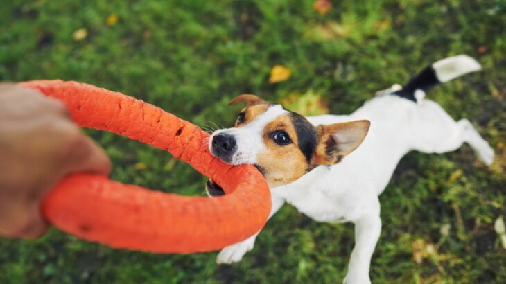 犬が『おもちゃを離さない』ときの心理３つ　安全に離してもらうコツや対処法を解説(ブログ)