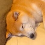 お姉ちゃんの帰省で大喜びする犬たち→帰ろうとしたら…思わず涙が出る『切なすぎるお別れ』が15万再生「後ろ姿が寂しげ…」「泣ける」と反響(ブログ)
