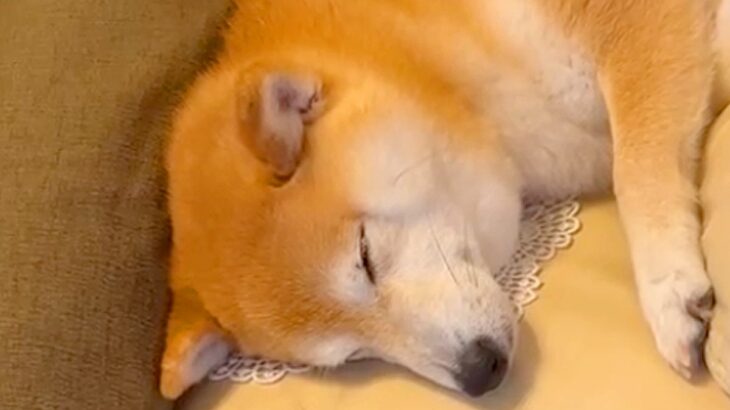 お姉ちゃんの帰省で大喜びする犬たち→帰ろうとしたら…思わず涙が出る『切なすぎるお別れ』が15万再生「後ろ姿が寂しげ…」「泣ける」と反響(ブログ)