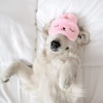 犬を『寝かしつける』方法5選　愛犬が眠りやすくなるポイントとは(ブログ)