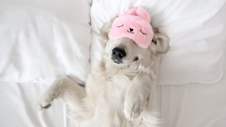 犬を『寝かしつける』方法5選　愛犬が眠りやすくなるポイントとは(ブログ)