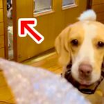 弟の犬とプチプチで遊んでいたら、ドアの隙間から…羨ましくて見せた『衝撃的な表情』が28万再生「目力がｗｗｗ」「飲み物吹いた」と爆笑続々(ブログ)