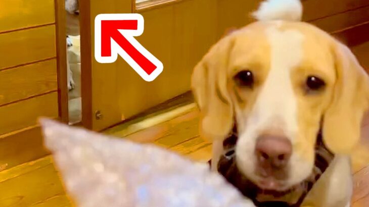 弟の犬とプチプチで遊んでいたら、ドアの隙間から…羨ましくて見せた『衝撃的な表情』が28万再生「目力がｗｗｗ」「飲み物吹いた」と爆笑続々(ブログ)