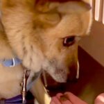 人の温もりを知らず、外で飼われていた犬→『絶対幸せにする』とお迎えして…思わず涙する『別犬級の表情』が100万再生「愛情って凄い」と感動(ブログ)