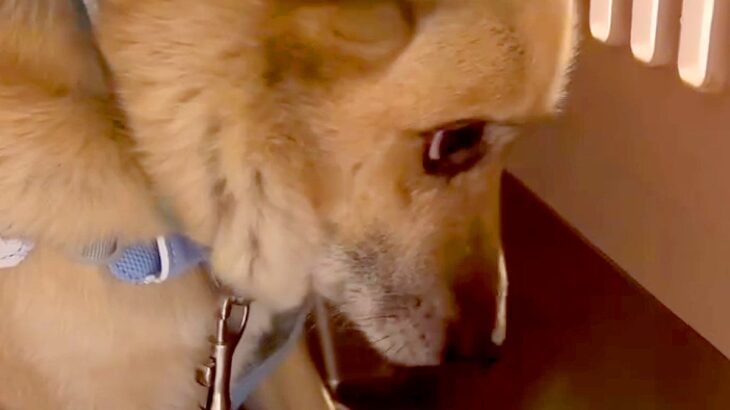 人の温もりを知らず、外で飼われていた犬→『絶対幸せにする』とお迎えして…思わず涙する『別犬級の表情』が100万再生「愛情って凄い」と感動(ブログ)