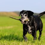 シニア犬に『イキイキ』生活してもらうための秘訣4つ　高齢犬の元気を支える日常の習慣やコツとは(ブログ)