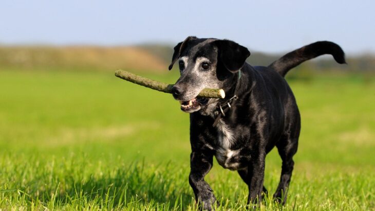 シニア犬に『イキイキ』生活してもらうための秘訣4つ　高齢犬の元気を支える日常の習慣やコツとは(ブログ)