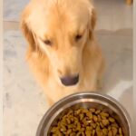 食に興味がない大型犬→流行りの『興味を持ってもらう方法』を試したら…驚きの光景が48万再生「絶対うまいやつ」「うちもやります」共感の声も(ブログ)