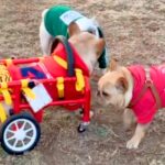 病気で車椅子を余儀なくされた犬→慣れなくて歩けずにいたら『初対面の犬たち』が…涙あふれる『まさかの行動』に反響「泣ける…」「いい友達」(ブログ)