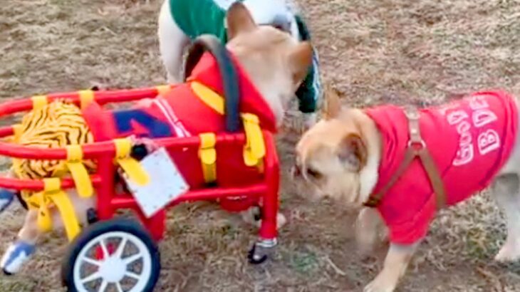 病気で車椅子を余儀なくされた犬→慣れなくて歩けずにいたら『初対面の犬たち』が…涙あふれる『まさかの行動』に反響「泣ける…」「いい友達」(ブログ)