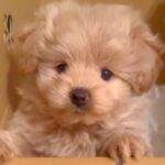 耳が垂れていた赤ちゃん犬→片耳だけ立ったと思ったら…完全に予想外な『まさかの展開』が13万再生「笑ったｗ」「変わりすぎで草」と絶賛(ブログ)