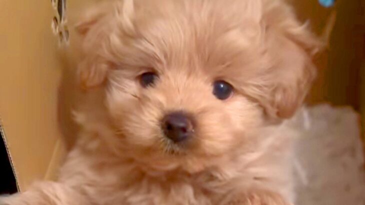 耳が垂れていた赤ちゃん犬→片耳だけ立ったと思ったら…完全に予想外な『まさかの展開』が13万再生「笑ったｗ」「変わりすぎで草」と絶賛(ブログ)