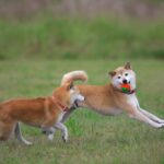 多頭飼いの犬同士を仲良くさせる4つのコツとは　トラブルを減らすためのしつけや工夫を解説(ブログ)