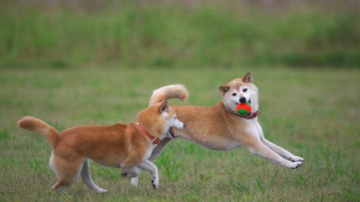 多頭飼いの犬同士を仲良くさせる4つのコツとは　トラブルを減らすためのしつけや工夫を解説(ブログ)