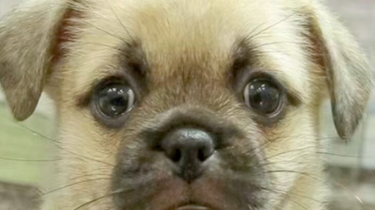 ネットで一目惚れした『55000円の子犬』→実際に会いに行ってみたら…愛おしすぎる『まさかの展開』が122万再生「目つきが人ｗｗ」と反響(ブログ)