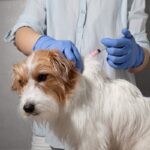 犬はどうして動物病院が苦手になるの？6つの理由から飼い主にできる改善策まで(ブログ)
