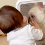 赤ちゃんが『箱の中に閉じ込められた犬』を発見→助けようとした結果…『己の無力さに気付いた瞬間』が61万再生「かわいすぎｗｗ」「優しい子」(ブログ)