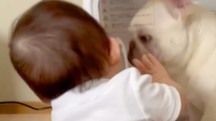 赤ちゃんが『箱の中に閉じ込められた犬』を発見→助けようとした結果…『己の無力さに気付いた瞬間』が61万再生「かわいすぎｗｗ」「優しい子」(ブログ)
