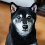 老犬の深夜徘徊は見過ごしていいの？夜中に歩き回る原因から飼い主が取るべき対策まで(ブログ)