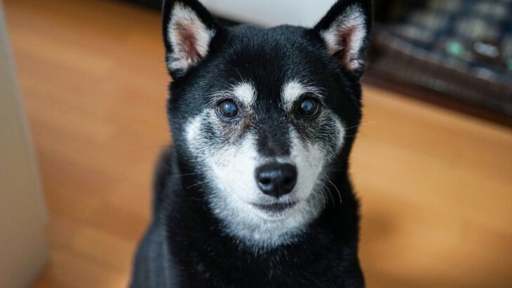 老犬の深夜徘徊は見過ごしていいの？夜中に歩き回る原因から飼い主が取るべき対策まで(ブログ)