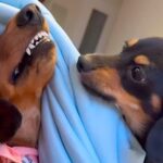 ママのお腹の上を巡ってケンカする２匹の犬→勝負が決まった瞬間…わかりやすすぎる『まさかのポーズ』に反響「ヤキモチｗ」「笑っちゃったｗ」(ブログ)