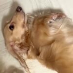 『とりあえずひっくり返っておこう…』スリッパを破壊した犬→お父さんに叱られた結果…まさかの対応が13万再生「切り替えがｗｗ」「可愛いｗ」(ブログ)