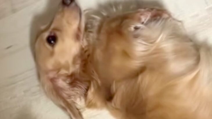 『とりあえずひっくり返っておこう…』スリッパを破壊した犬→お父さんに叱られた結果…まさかの対応が13万再生「切り替えがｗｗ」「可愛いｗ」(ブログ)