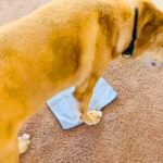 ダンボールや新聞紙を床に置くと『必ず収まろうとする大型犬』→小さなハンカチを置いてみた結果に1万いいね集まる「萌えたｗ」「可愛い」と絶賛(ブログ)