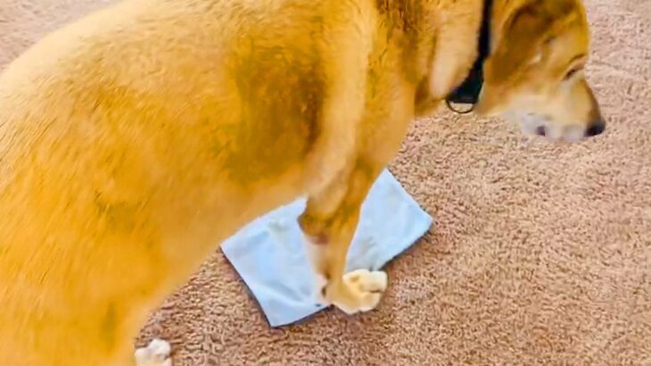 ダンボールや新聞紙を床に置くと『必ず収まろうとする大型犬』→小さなハンカチを置いてみた結果に1万いいね集まる「萌えたｗ」「可愛い」と絶賛(ブログ)