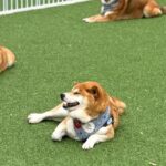 柴犬軍団と『ドッグラン』に出かけた結果…完全に遊び方を間違えている『まさかの光景』に5万いいね集まる「ジワるｗｗ」「柴あるある」と絶賛(ブログ)