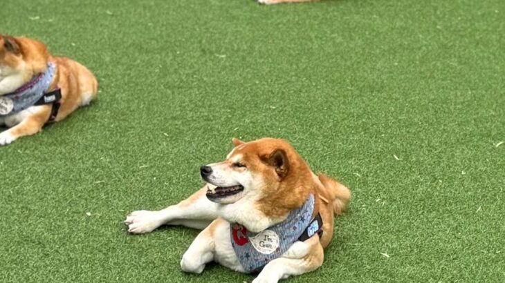 柴犬軍団と『ドッグラン』に出かけた結果…完全に遊び方を間違えている『まさかの光景』に5万いいね集まる「ジワるｗｗ」「柴あるある」と絶賛(ブログ)
