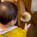 0歳の赤ちゃんが『イスに座っている日本犬』に…魅力に気づいてしまった『可愛すぎる瞬間』が69万表示「触りたいよねｗ」「ソフトタッチで草」(ブログ)
