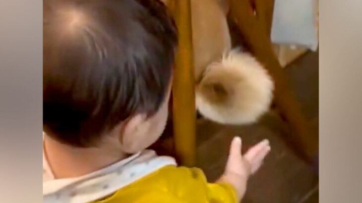 0歳の赤ちゃんが『イスに座っている日本犬』に…魅力に気づいてしまった『可愛すぎる瞬間』が69万表示「触りたいよねｗ」「ソフトタッチで草」(ブログ)