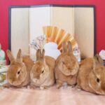集まれ！森音のうさぎ倉庫　うさくら撮影会のご案内(ブログ)