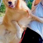 お散歩中の大型犬→楽しくなりすぎてしまい…思わず笑ってしまう『まさかの瞬間』が6万9000いいね「昭和のアニメ感あるｗ」「元気出た」(ブログ)