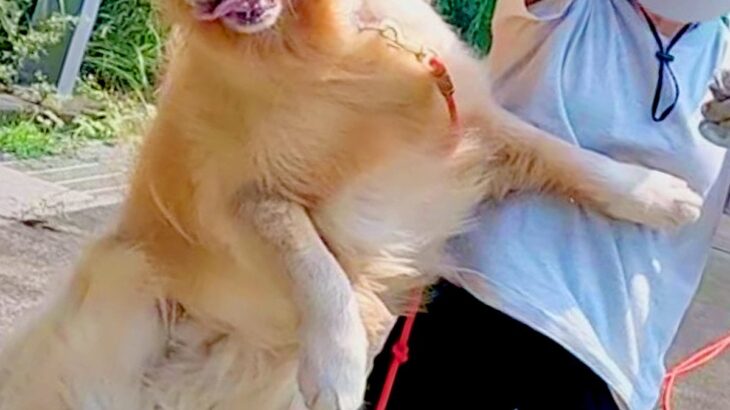 お散歩中の大型犬→楽しくなりすぎてしまい…思わず笑ってしまう『まさかの瞬間』が6万9000いいね「昭和のアニメ感あるｗ」「元気出た」(ブログ)