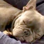 『生後3ヵ月で3度も売られた犬』と出会った男性→運命を感じて飼い始め…素敵すぎる『絆を感じる物語』が19万再生「愛があふれすぎてる」(ブログ)