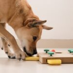 愛犬が『知育玩具でうまく遊ぶ』ための正しい手助け方法　飽き性なのではなく、使い方がわからないだけかも(ブログ)