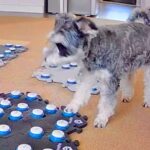 一緒に遊んでいた猫が寝室に隠れてしまったら、犬が…会話ボタンを使った『まさかの行動』が12万再生「トボトボしてるのも可愛い」「尊い」(ブログ)