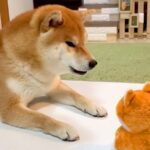 お喋り好きな犬に『声マネするおもちゃを与えた』結果…まるで人の子どものような『まさかの光景』が396万再生　会話する様子が可愛いと大反響(ブログ)