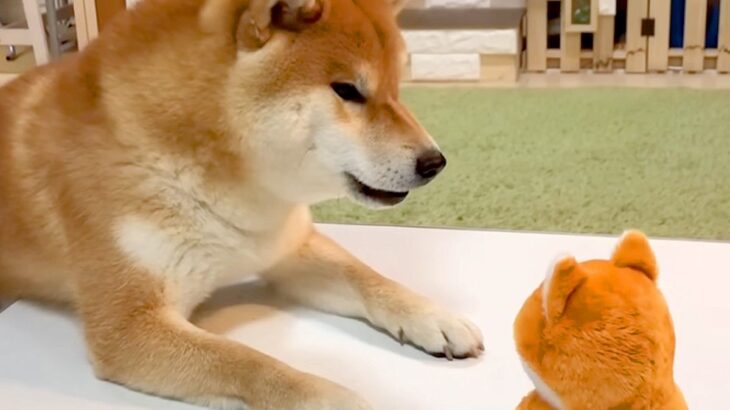 お喋り好きな犬に『声マネするおもちゃを与えた』結果…まるで人の子どものような『まさかの光景』が396万再生　会話する様子が可愛いと大反響(ブログ)