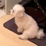お兄ちゃんが出かけてしまい、初めて離れ離れになった犬→玄関に居座って…健気で泣ける『一生懸命な光景』が34万再生「可愛すぎ」「たまらん」(ブログ)