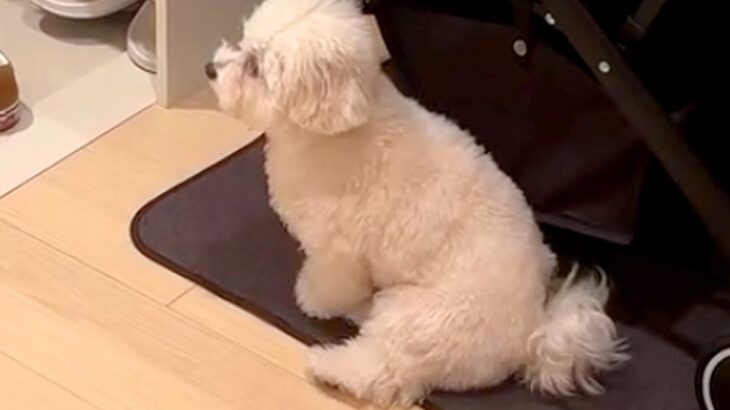 お兄ちゃんが出かけてしまい、初めて離れ離れになった犬→玄関に居座って…健気で泣ける『一生懸命な光景』が34万再生「可愛すぎ」「たまらん」(ブログ)