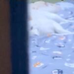 『5年間、犬と同じ布団で寝た』結果→夜になると…ドアを開けた瞬間の『尊すぎる光景』が50万再生「人間みたい」「一緒に寝たい…」と絶賛の声(ブログ)